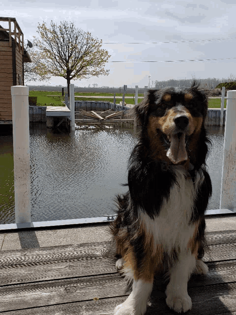 a dog is sitting on a dock with a tree in the background