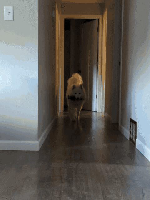 a white dog walking down a hallway with a white light switch on the wall