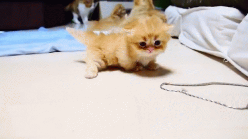 Kitten Tries To Invade Mattress GIF - Kitten Cute Kitty GIFs