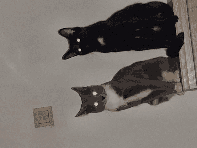two cats are sitting next to each other on a wall