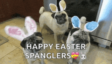 three pug dogs wearing bunny ears and the words happy easter spanglers above them