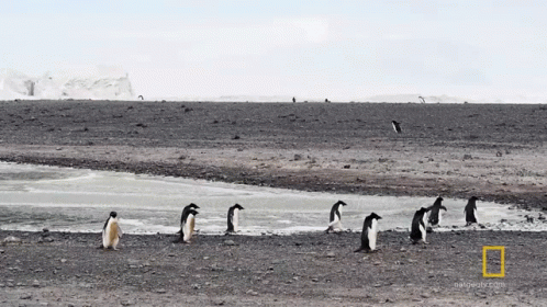 We Go Off Now National Geographic GIF - We Go Off Now National Geographic All About The Adelie Penguin GIFs