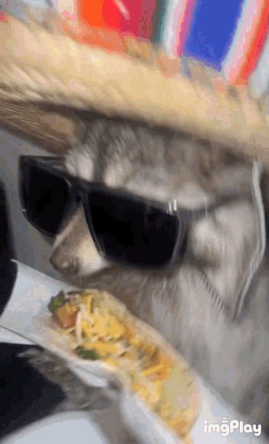 a dog wearing a sombrero and sunglasses is eating a taco