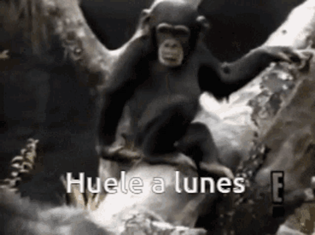 a chimpanzee is sitting on a tree branch with the words " huele a lunes " written on the bottom