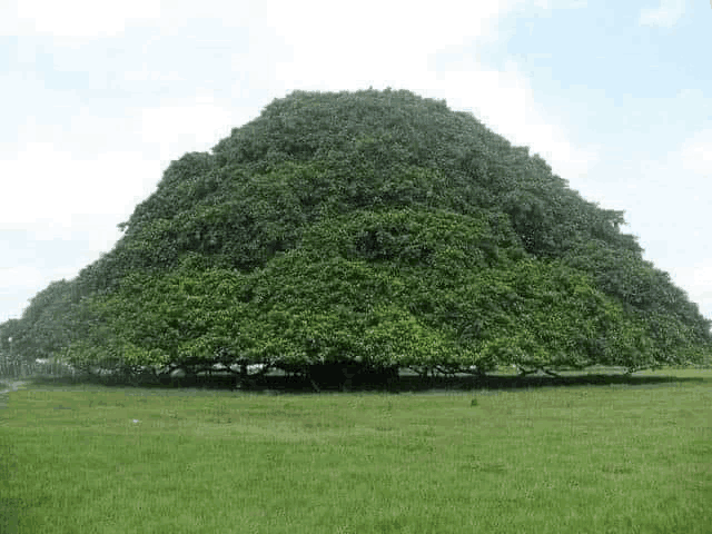 a large tree with lots of leaves is growing in the middle of a grassy field .