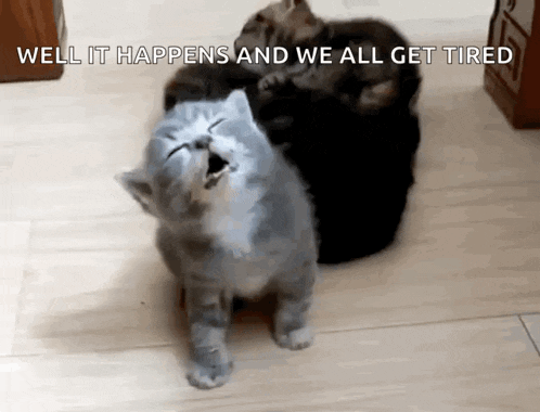 two kittens are playing with each other on the floor .