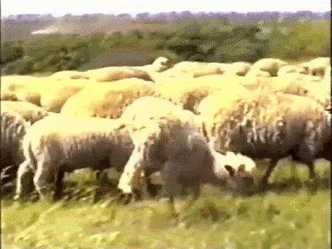 Un Mouton à Deux Pattes GIF - Mouton Moutons Sheep GIFs