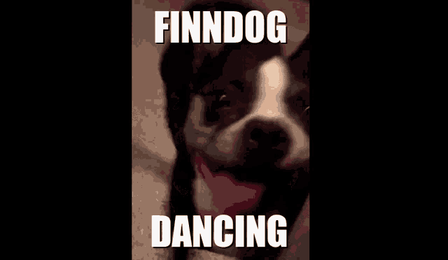 a close up of a dog with the words finndog dancing on it