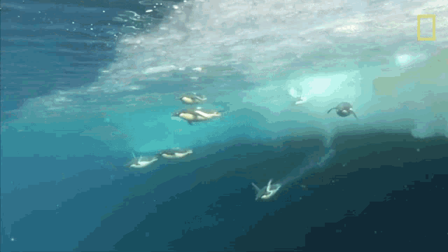 a group of penguins swimming in the ocean with a national geographic logo in the background