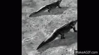 Dinosaur Evolution GIF - Dinosaur Evolution GIFs