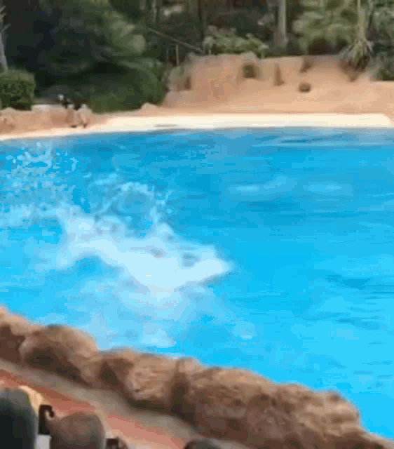 Dolphin Griddy GIF - Dolphin Griddy Dolphin Hitting The Griddy GIFs