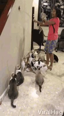 a woman playing with a bunch of cats in a room