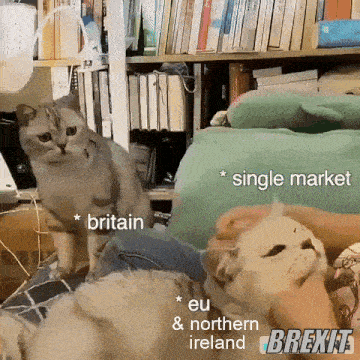 two cats are sitting next to each other with one saying britain and the other single market
