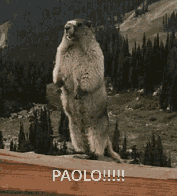 Paolo Pol GIF - Paolo Pol GIFs