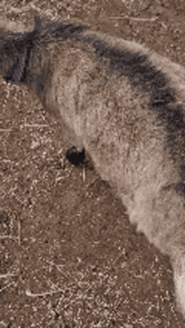 a goat wearing a purple collar is standing on a pile of hay .