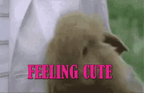 a dog is being held by a person and the words feeling cute are visible