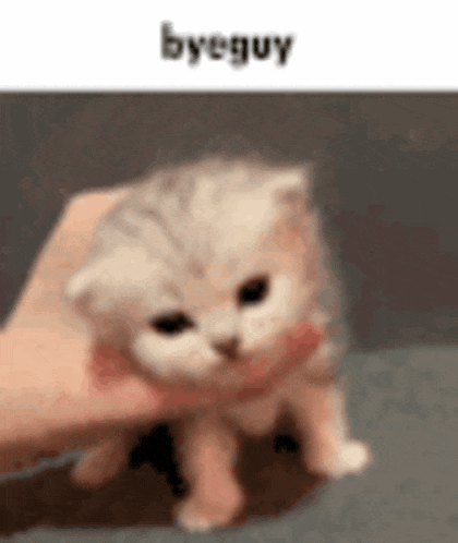 a person is holding a small kitten in their hand with a caption that says `` bye guy '' .