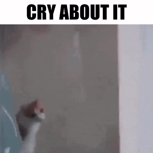 a blurred image of a cat with the words cry about it above it