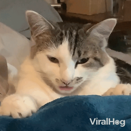 Tongue Out Cat GIF - Tongue Out Cat Viralhog GIFs