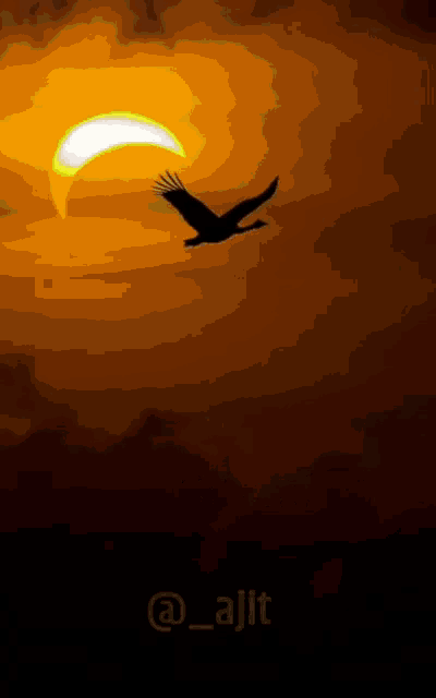 a bird is flying in the sky during a partial eclipse of the sun