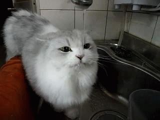 Endless Fountain GIF - Cat Animals Cat In The Sink GIFs