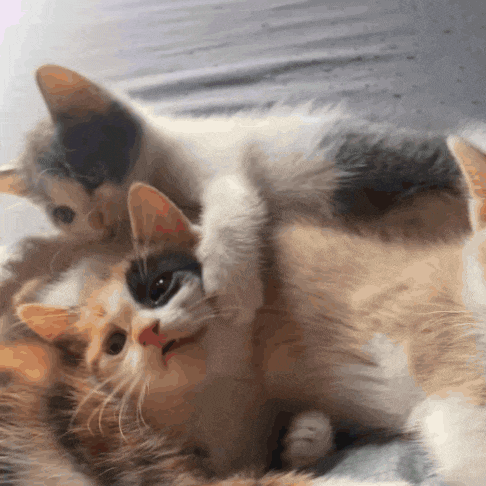 two calico cats laying on top of each other