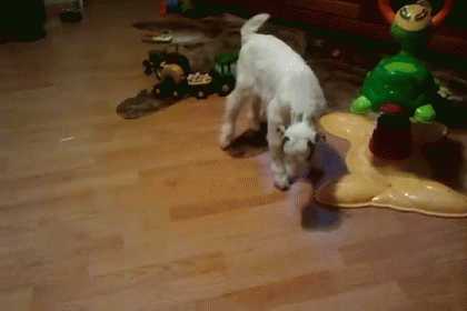 Is It Safe?! GIF - Goats Kids Stop Drop And Roll GIFs