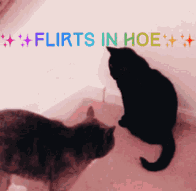 Hoes Be Like Flirts GIF - Hoes Be Like Flirts Funny Cats GIFs