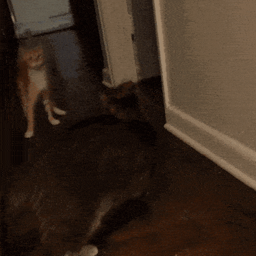 two cats are standing next to each other on the floor