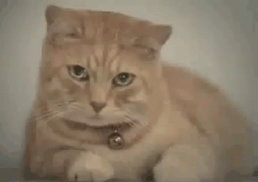 Cat Sad GIF - Cat Sad Tears GIFs
