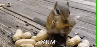 a chipmunk is eating peanuts on a wooden deck and the word yum is on the bottom of the image .