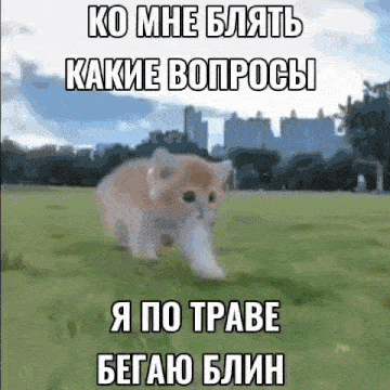 a kitten is running through a grassy field with russian writing on it