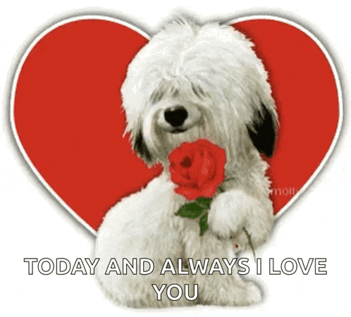 a white dog is holding a red rose in front of a red heart and the words today and always i love you