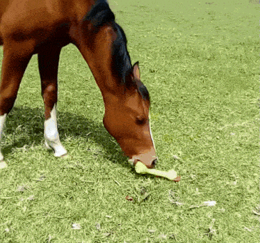 a brown horse eating a yellow object in a field