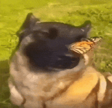 a dog with a butterfly in its mouth .