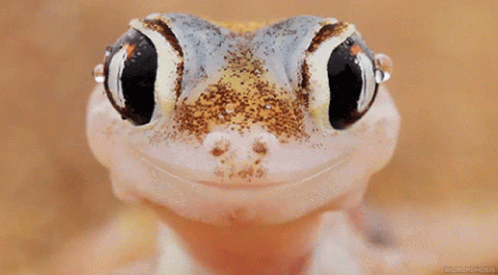 Geckos Cute GIF - Geckos Cute Lick GIFs