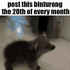 a picture of a raccoon with the words `` post this binturong the 20th of every month '' .