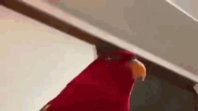 Red Bird Red GIF - Red Bird Red Bird GIFs