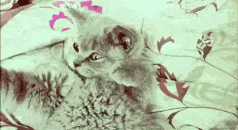 Over It Cat GIF - Cat Face Palm Over It GIFs