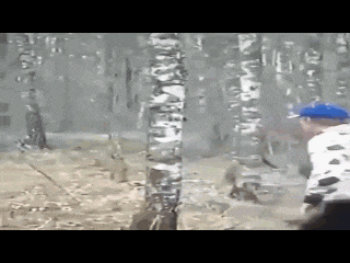 a man in a blue hat is walking through a forest