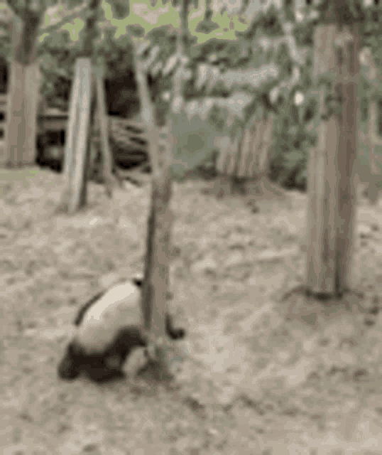 Panda Make Out GIF - Panda Make Out Funny GIFs