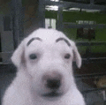 a white puppy with a fake eyebrow on its face .