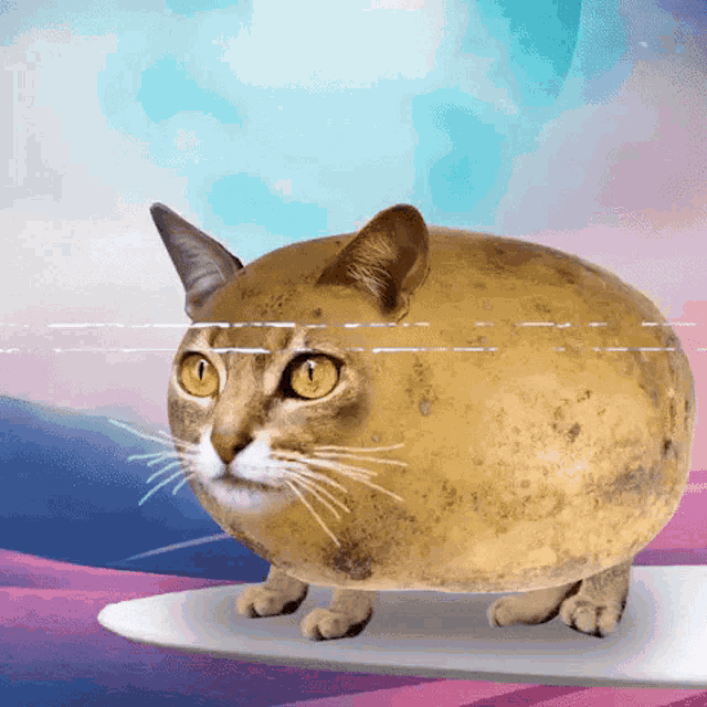 Potato Cat GIF - Potato Cat Surf GIFs