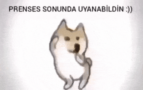 three dogs are dancing together in a row on a white background .