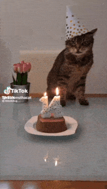 a cat wearing a party hat is standing in front of a cake with candles that say 14