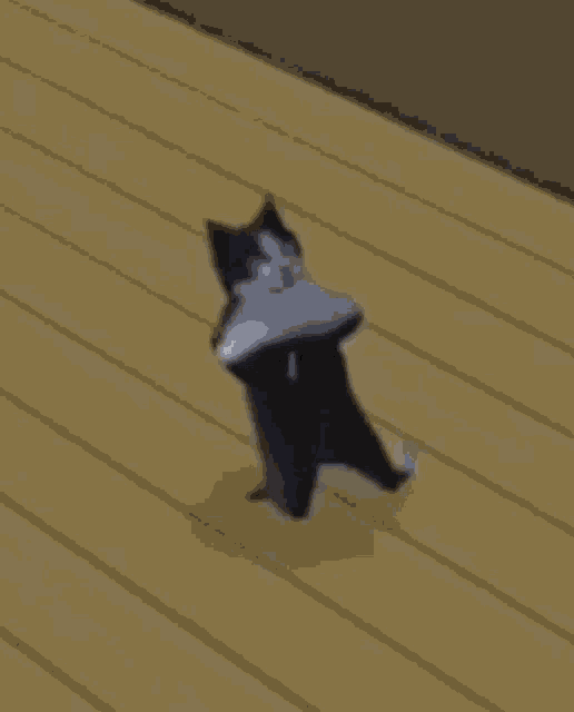 Cat Dancing Gif Animated Cat Dancing GIF - Cat Dancing Gif Animated Cat Dancing GIFs