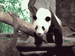 Panda Funny GIF - Panda Funny Lazy Animal GIFs