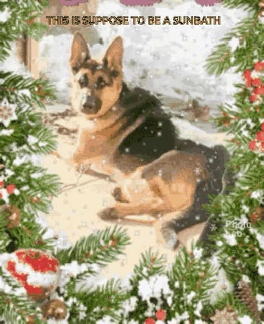 Do Not Leave Us In The Cold Sunbath GIF - Do Not Leave Us In The Cold Sunbath Dog GIFs
