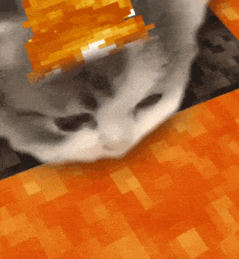 Cute Cat GIF - Cute Cat Lava GIFs