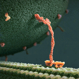Myosin Molecular Biology GIF - Myosin Molecular Biology Walking GIFs